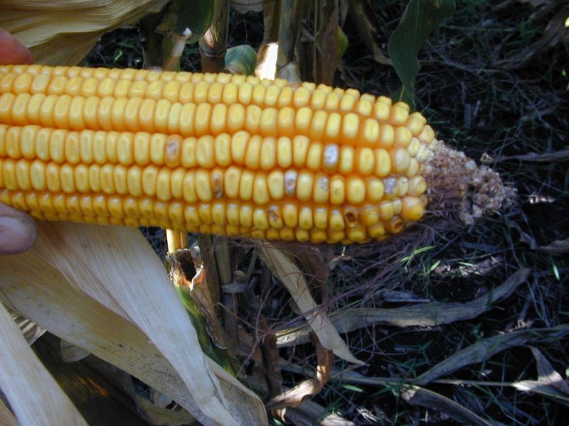 Pathogen-Infected Corn Was Central To One Of The Biggest Recalls Of All Time (2018)