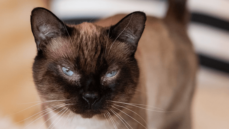 Safe And Clean Environment For Cats And Humans