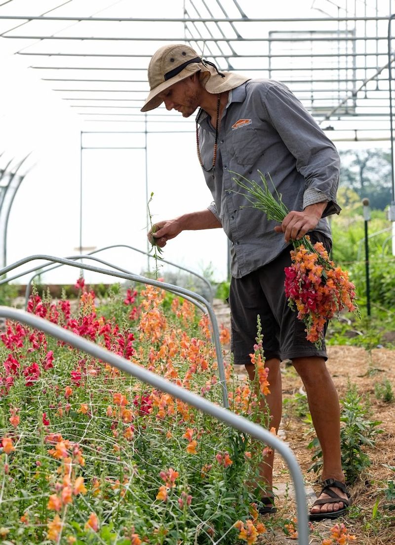 Delight Flower Farm, Champaign