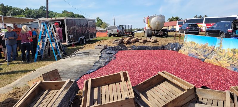Delightful Cranberry Marsh Tours Are Available