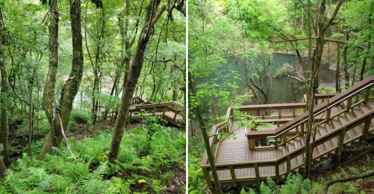 Descend 120 Feet Into A Secret Mini Rainforest At This Florida Park