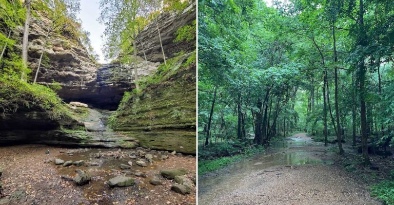 Descend Into A Hidden Canyon That Feels Like A Mini Rainforest At This Illinois State Park