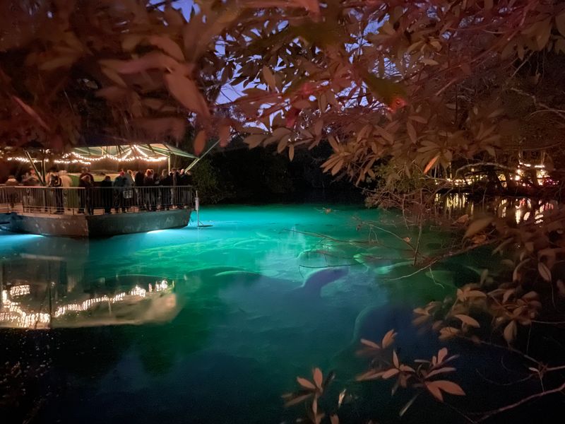 Meeting The Resident Manatees