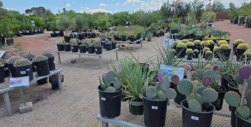 Desert-Adapted Plants That Actually Thrive Desert-Adapted Plants That Actually Thrive