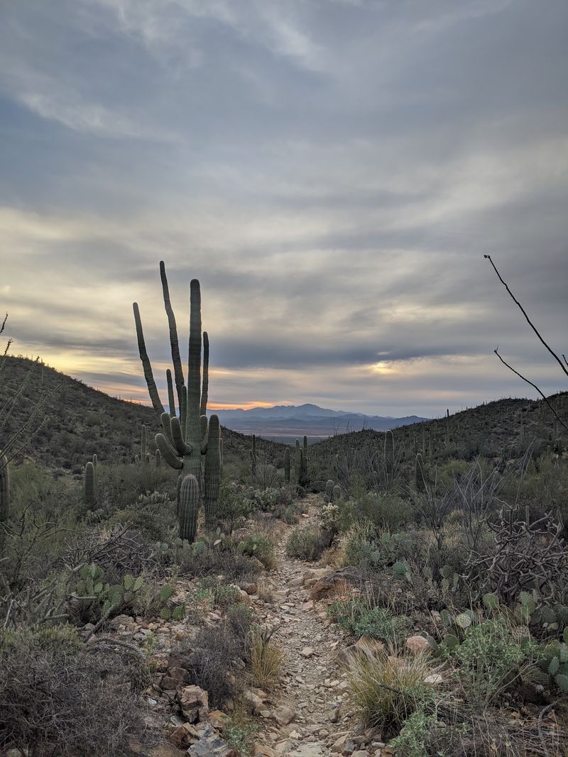 Desert Hiking And Saguaro Trails