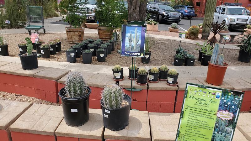Desert Plants Chosen For Tucson Yards