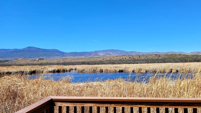 Desert Wetland Next Door, Currently On Pause Desert Wetland Next Door, Currently On Pause