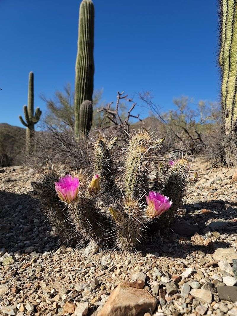 Desert Wildlife And Plant Life Worth Noticing
