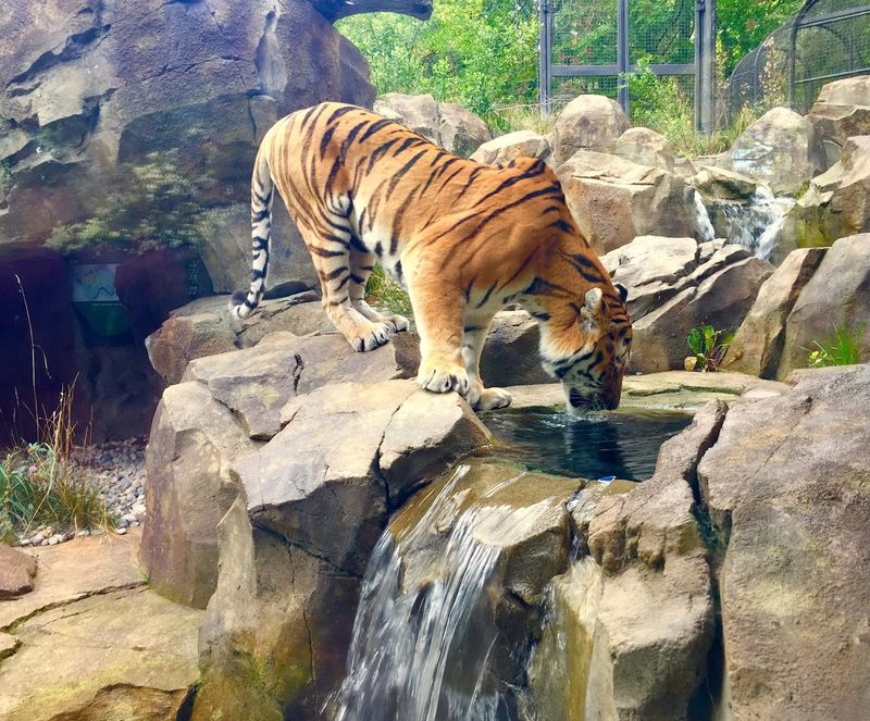 John Ball Zoo, Grand Rapids