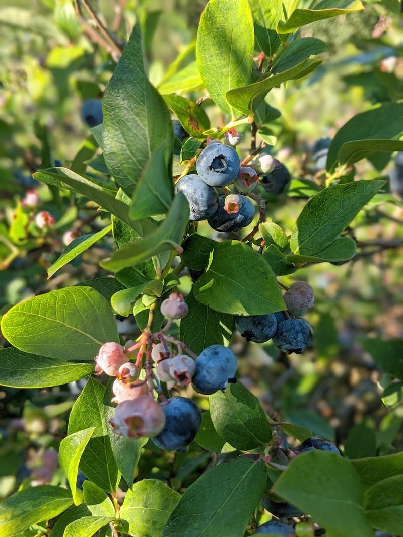 Fisher’s Blueberry Farm, Hemlock