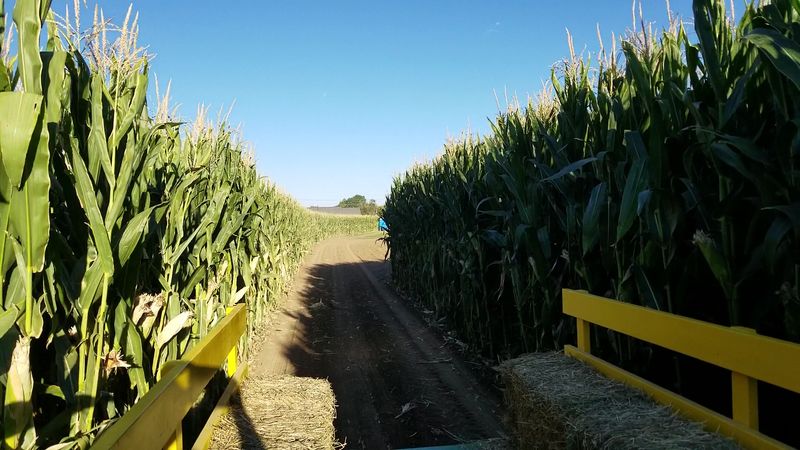 Diana's Pumpkin Patch & Corn Maze