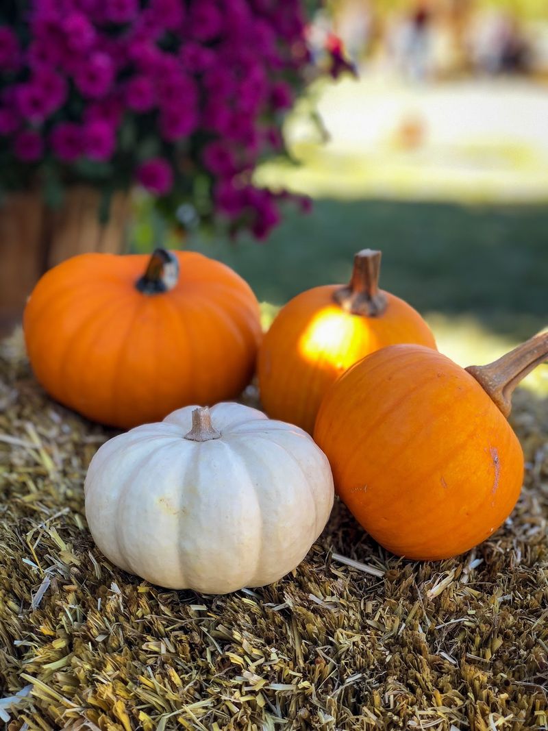 Diana's Pumpkin Patch & Corn Maze, Cañon City, CO