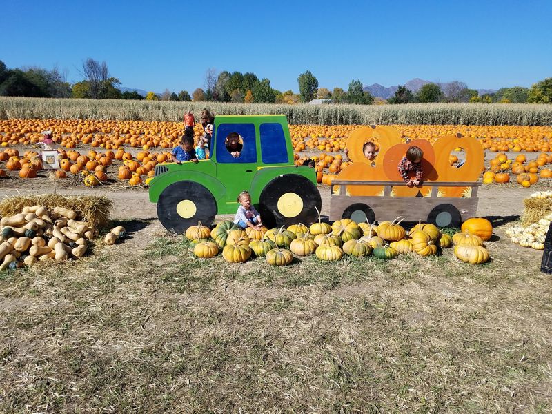 Diana's Pumpkin Patch & Corn Maze