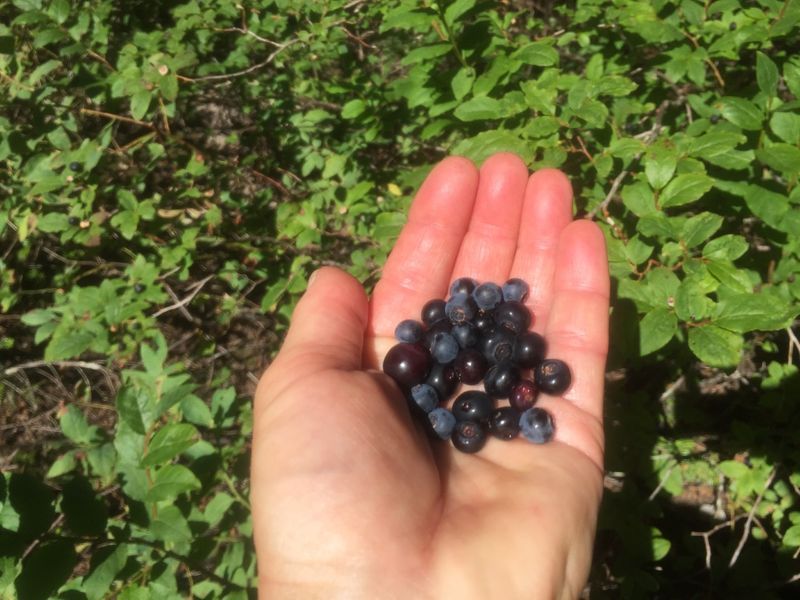 Huckleberries: The Purple Gold of Mountain Meadows