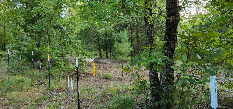 Ouachita Quartz Veins Beneath Red Clay