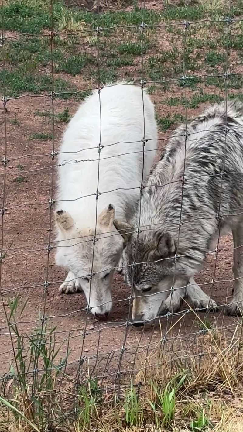 Dinnertime Tours Show Wolves At Their Most Lively Dinnertime Tours Show Wolves At Their Most Lively