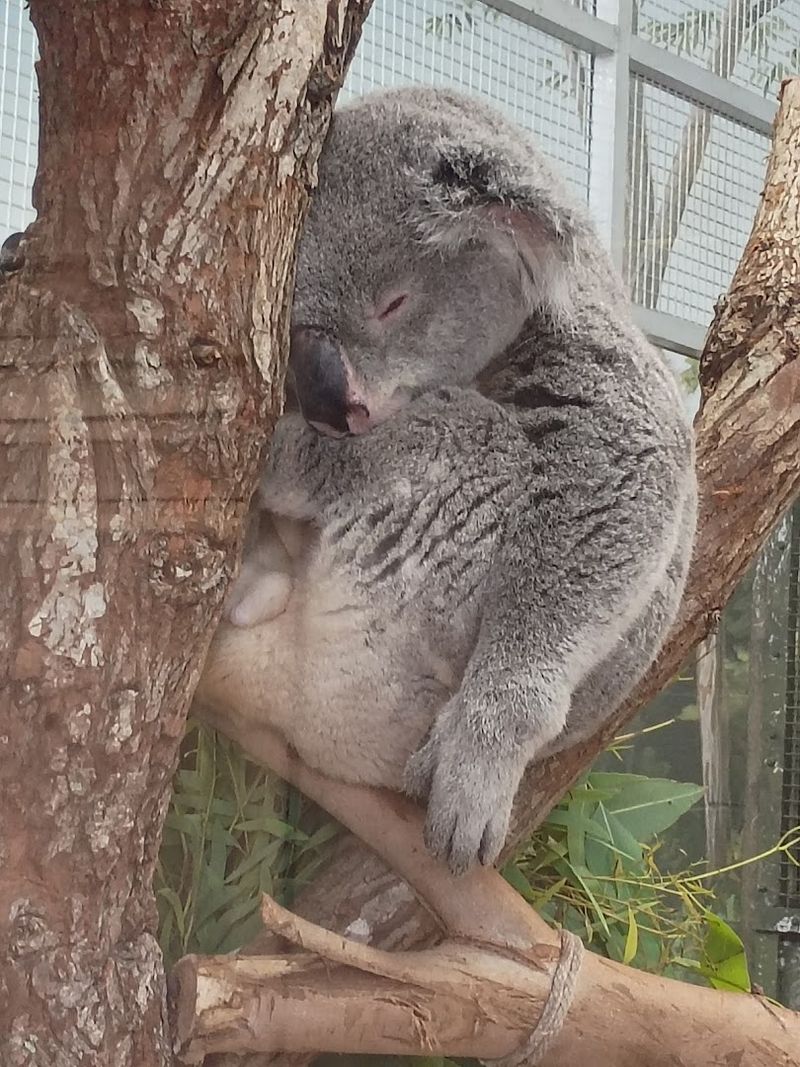 Florida Wildlife Section That Celebrates What Is Right Outside The Door