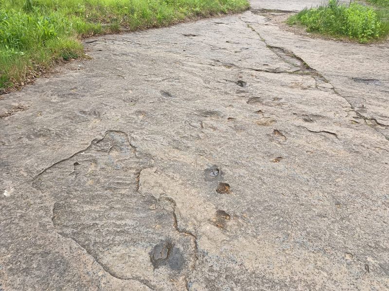 Dinosaur Footprints Dinosaur Footprints