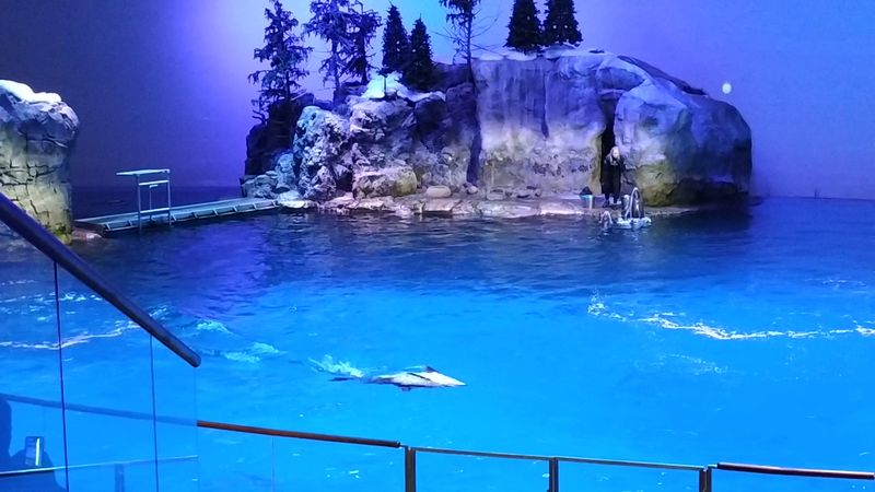Dip Your Hand Into A Pool Of Gliding Stingrays
