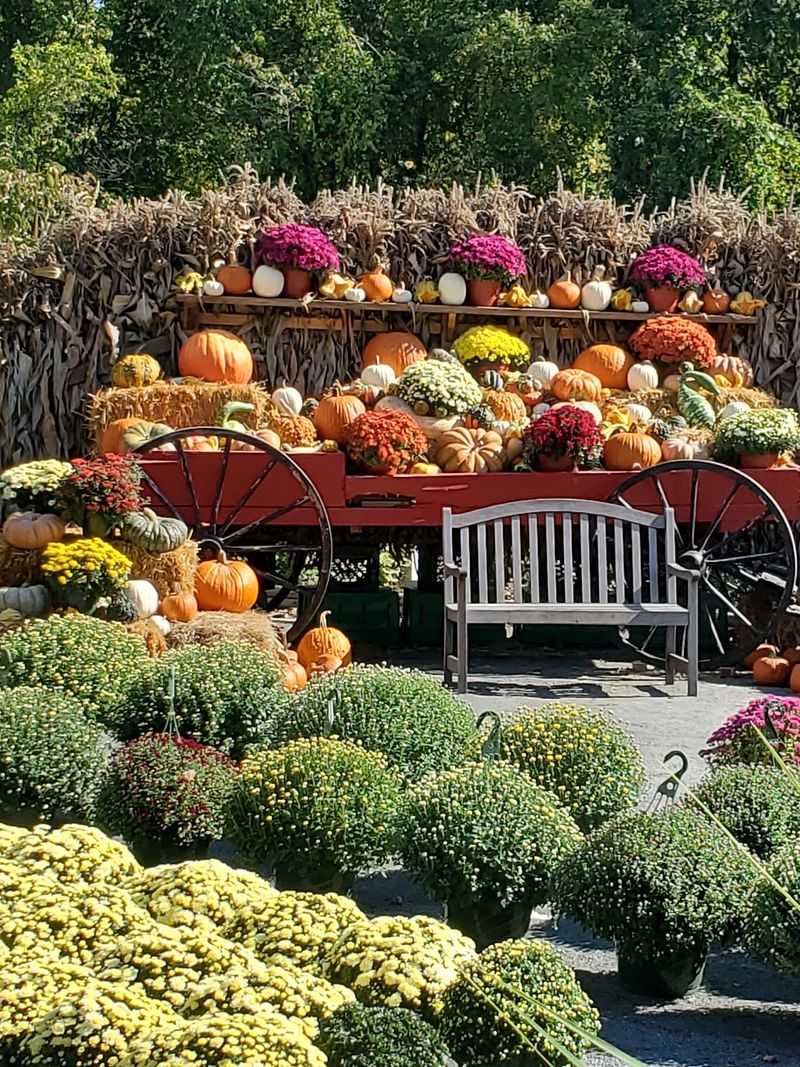 Discover A Picture-Perfect Pumpkin Patch Paradise