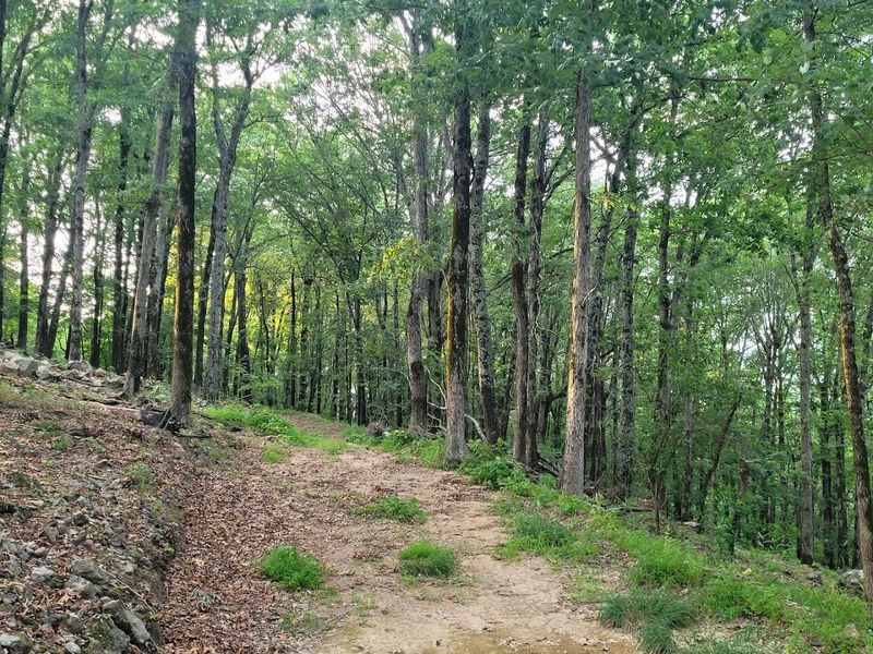Winding Mountain Road Through Dense Pine Forest