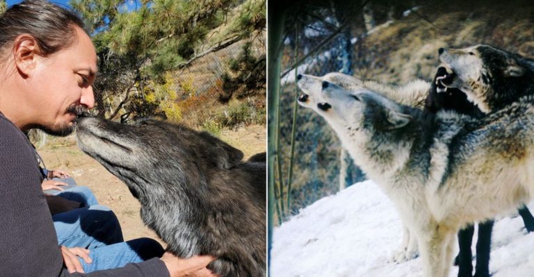 Discover Majestic Wolves At This Secluded Colorado Sanctuary