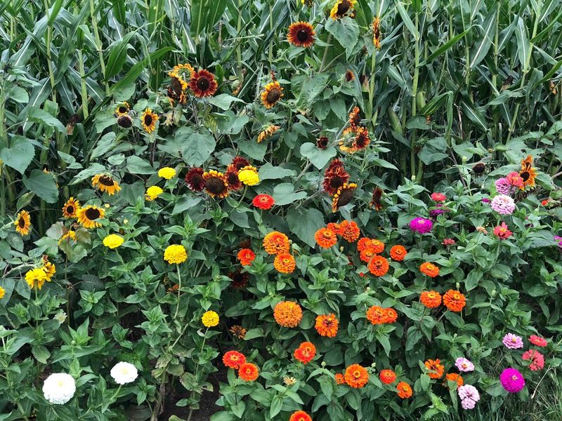 Look Beyond Basic Yellow