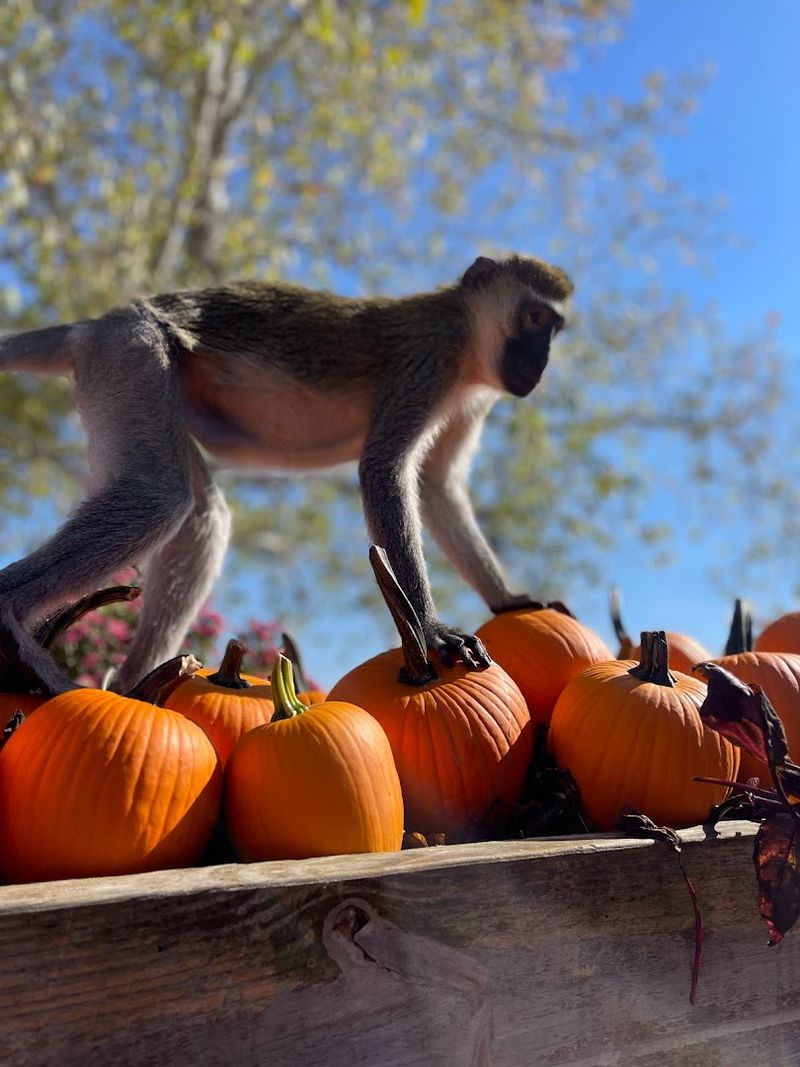 Enjoy Hands On Encounters Designed For Families