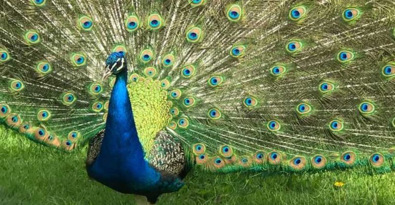 Discover the Wonders of Illinois’ 100-Year-Old Free Zoo, Tucked Away In Nature