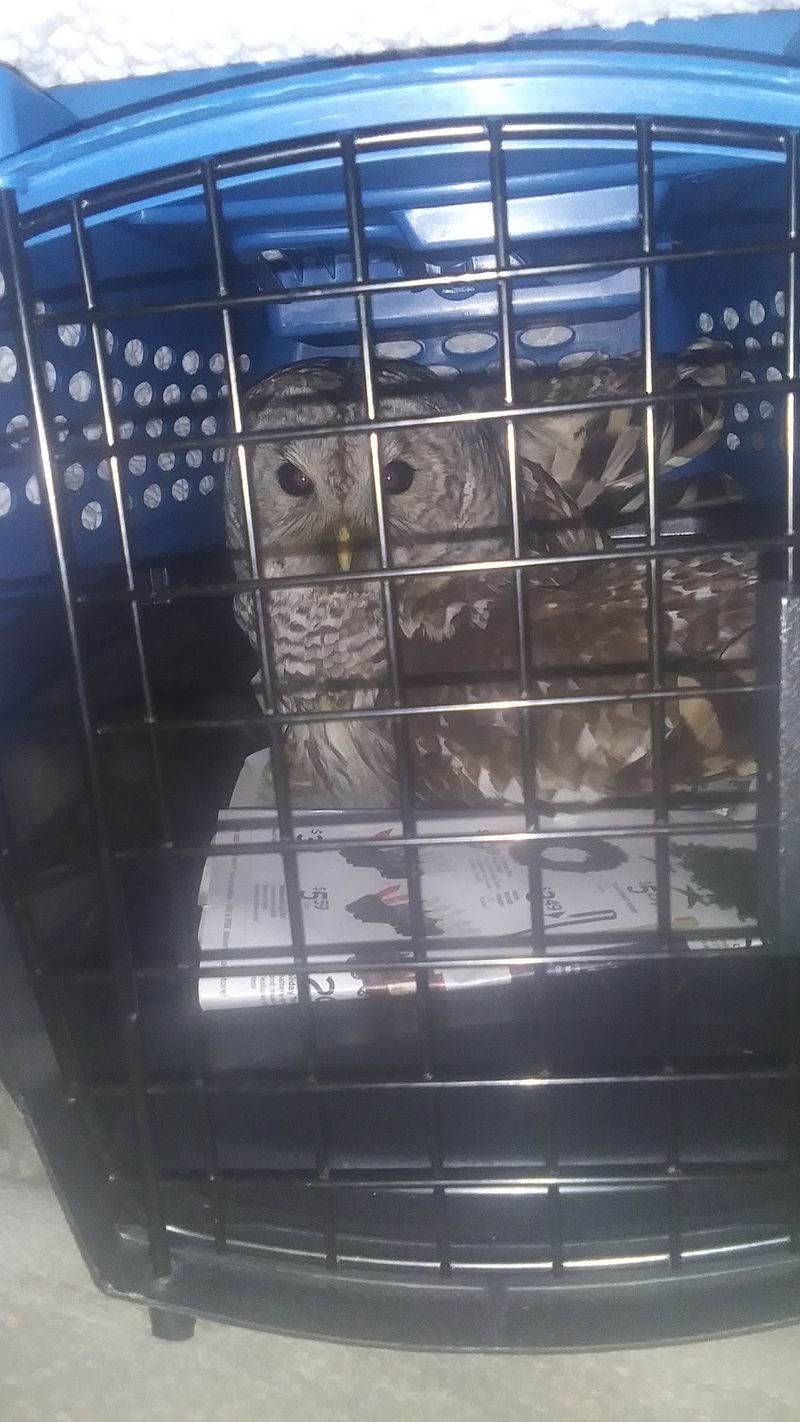 Discovery Bay Wild Bird Rescue