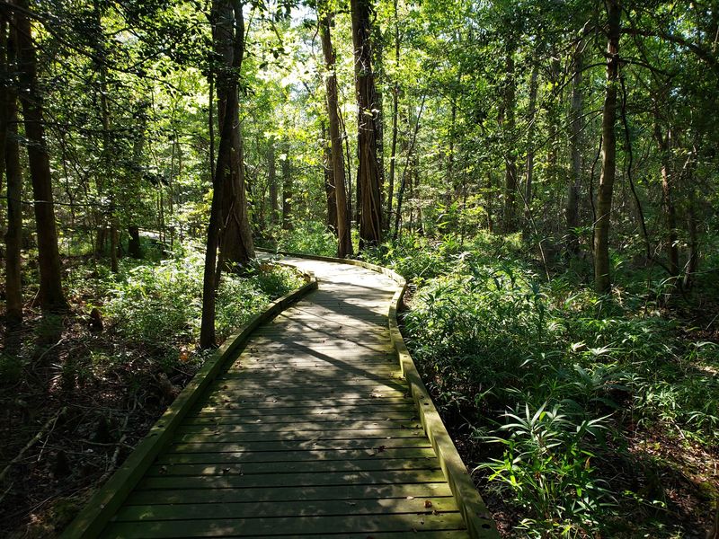 Dismal Swamp State Park