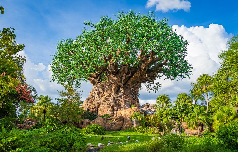 Disney’s Animal Kingdom Theme Park — 2901 Osceola Pkwy, Orlando