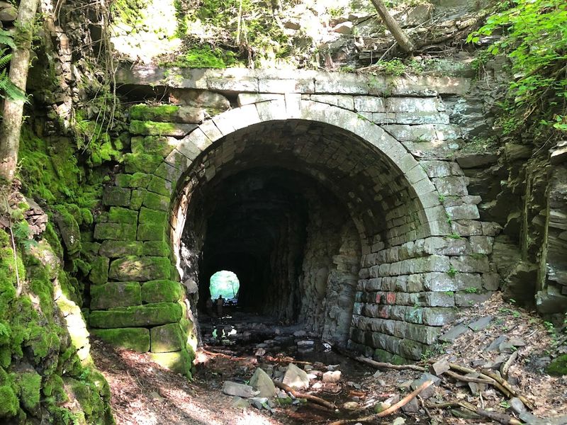 Wildlife That Shares the Forest With You