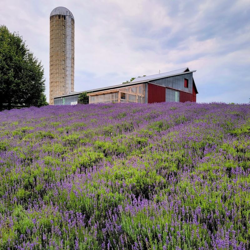 U-Pick Etiquette And Timing