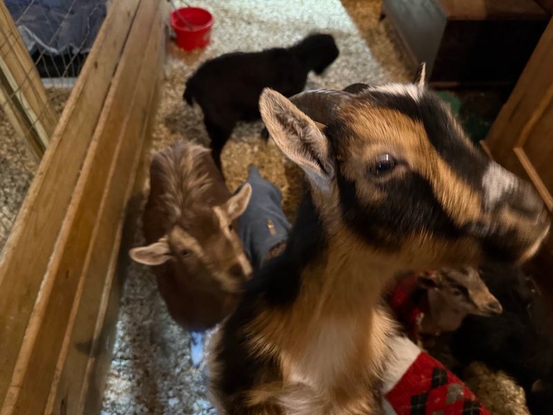 Diverse Animal Residents Diverse Animal Residents