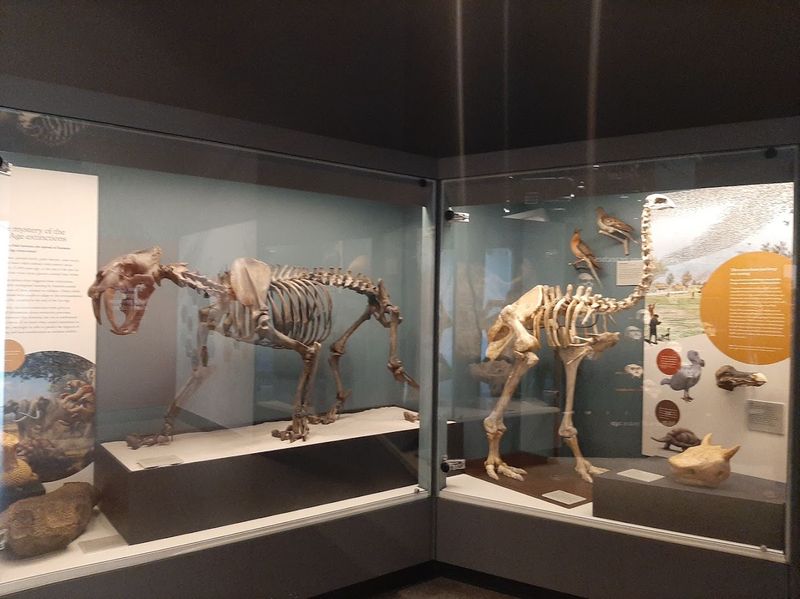 Do Not Miss The Prehistoric Whales
