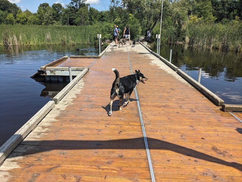 Do Not Plan On Dog Swimming Here Right Now