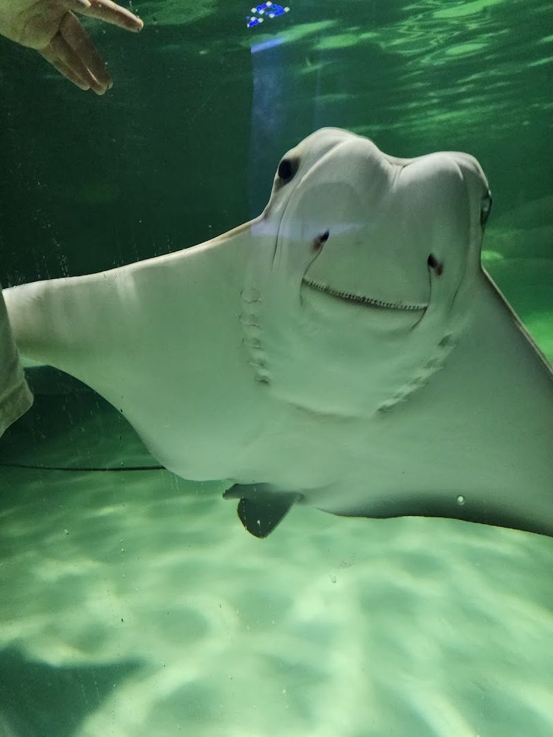 Do Not Rush Past The Stingray Area