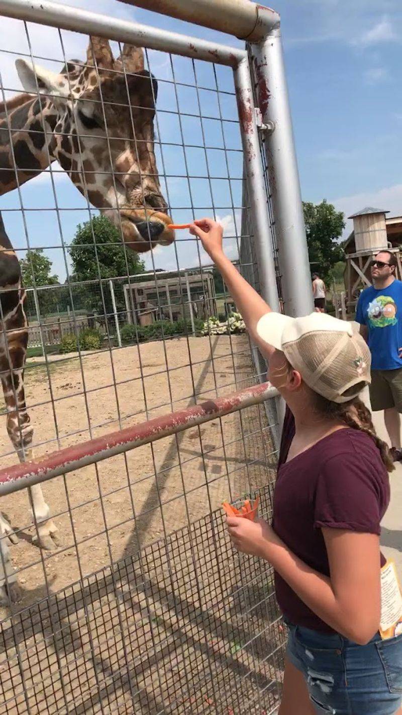 Do The Giraffe Feeding First Do The Giraffe Feeding First