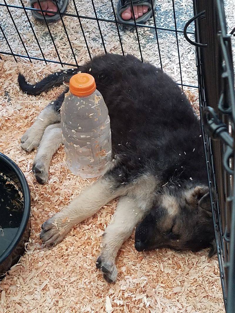 Dog Food Carried Right To Your Car