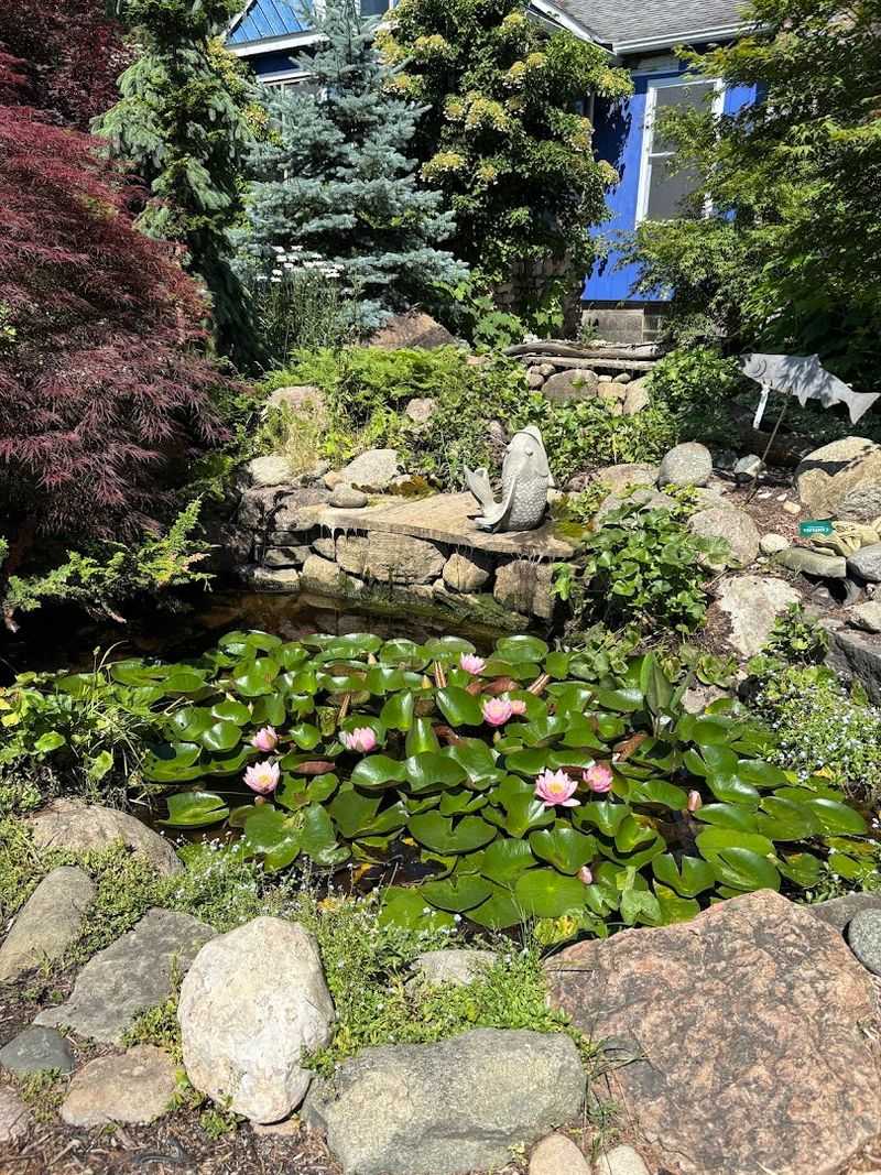 Seek Shade Near The Koi