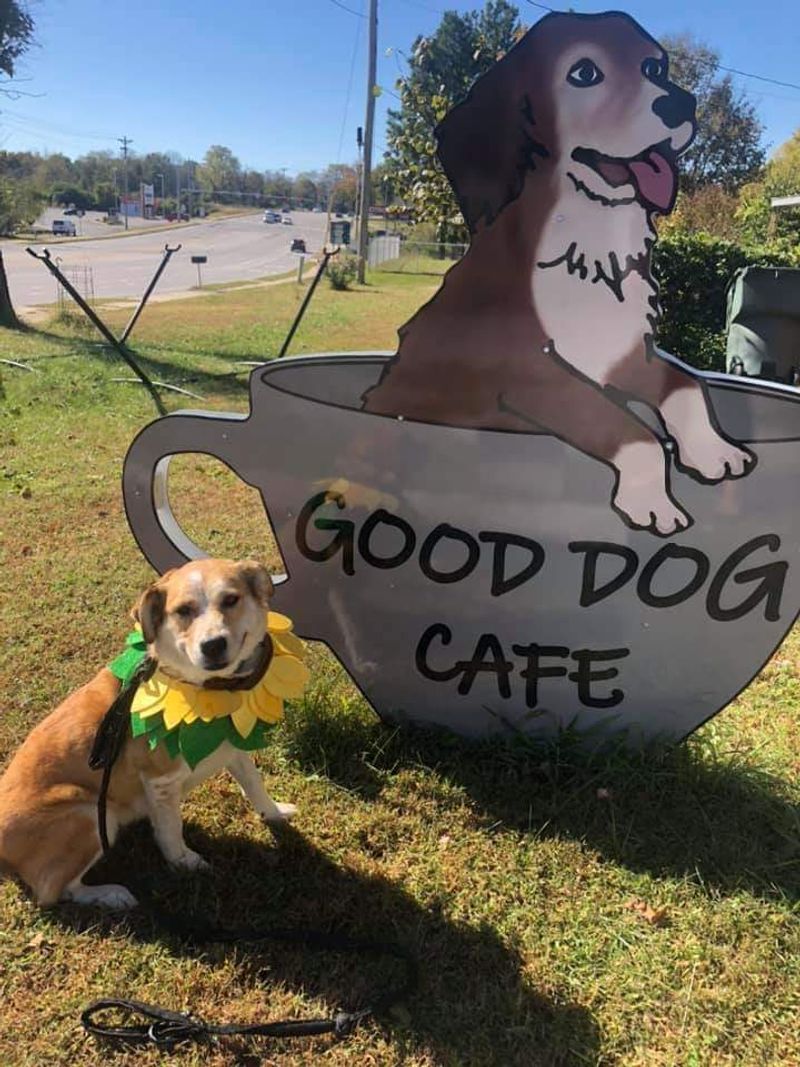 Dog-Friendly Spaces Full Of Local Charm Dog-Friendly Spaces Full Of Local Charm