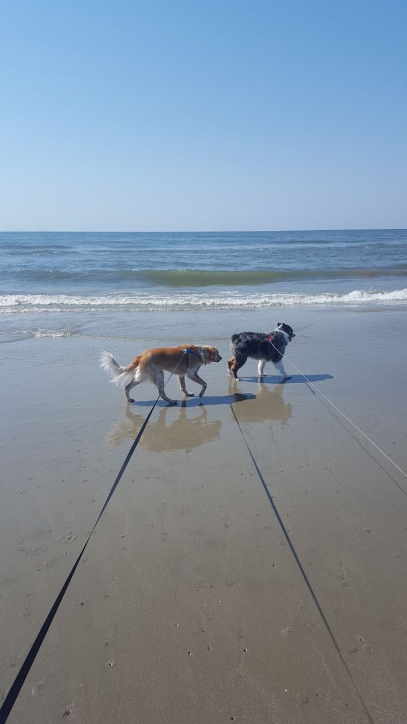 Dog-Friendly Zones Done Right