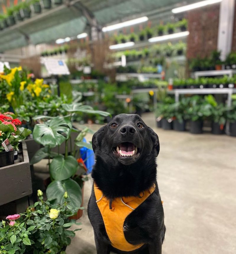 Dogs Are Welcome Too Dogs Are Welcome Too