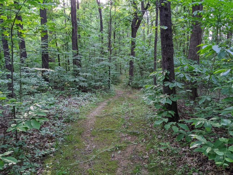 Dogwood Lane Trail, Jonesboro Dogwood Lane Trail, Jonesboro