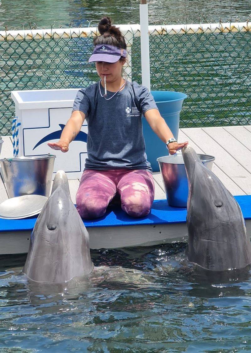 Dolphin And Wildlife Encounters Dolphin And Wildlife Encounters