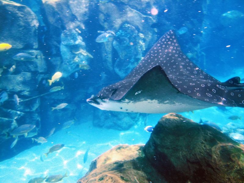 Dolphin Encounters That Create Lasting Memories