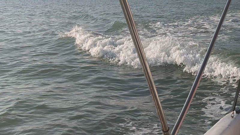 Dolphin Filled Boat Tours