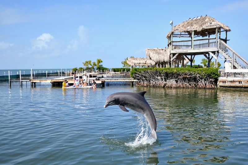 Dolphin Research Center, Grassy Key