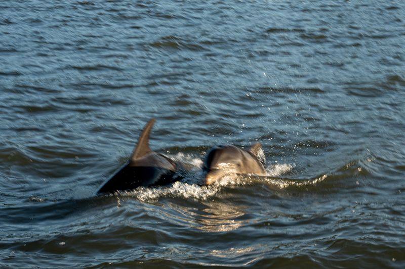 Dolphin Sightings Add Magic To Every Visit